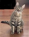 adoptable Cat in  named Priscilla - ABD