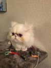 LUNA Himalayan cat