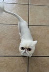 LUNA Himalayan cat