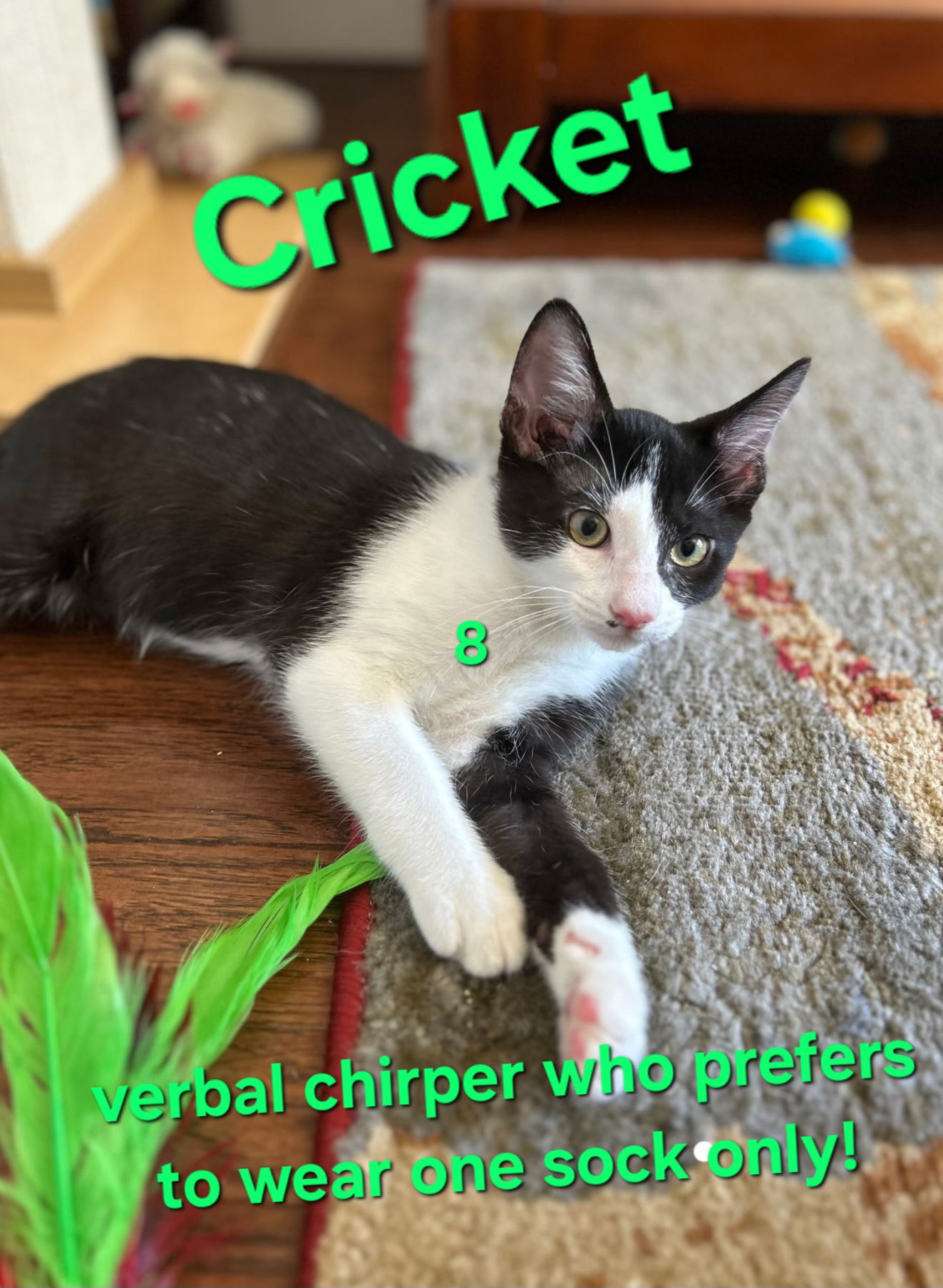 adoptable Cat in Longwood, FL named Cats/Kittens