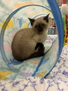 Cats/Kittens