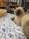 Cats/Kittens