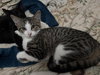 Cats/Kittens - Photo 4
