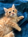 Cats/Kittens - Photo 5