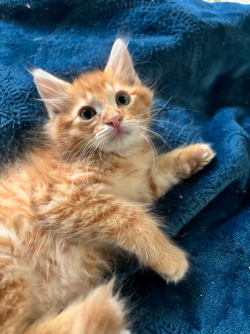 Photo 5 of Cats/Kittens