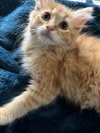Cats/Kittens - Photo 6
