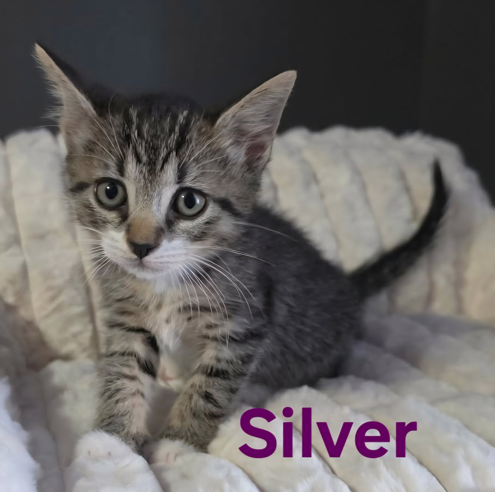 Cats/Kittens Image