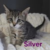 Cats/Kittens - Photo 1