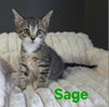 Cats/Kittens - Photo 14