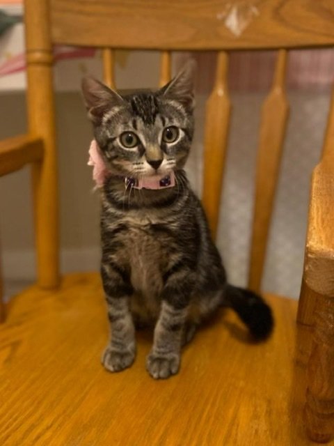 adoptable Cat in Longwood, FL named Kittens