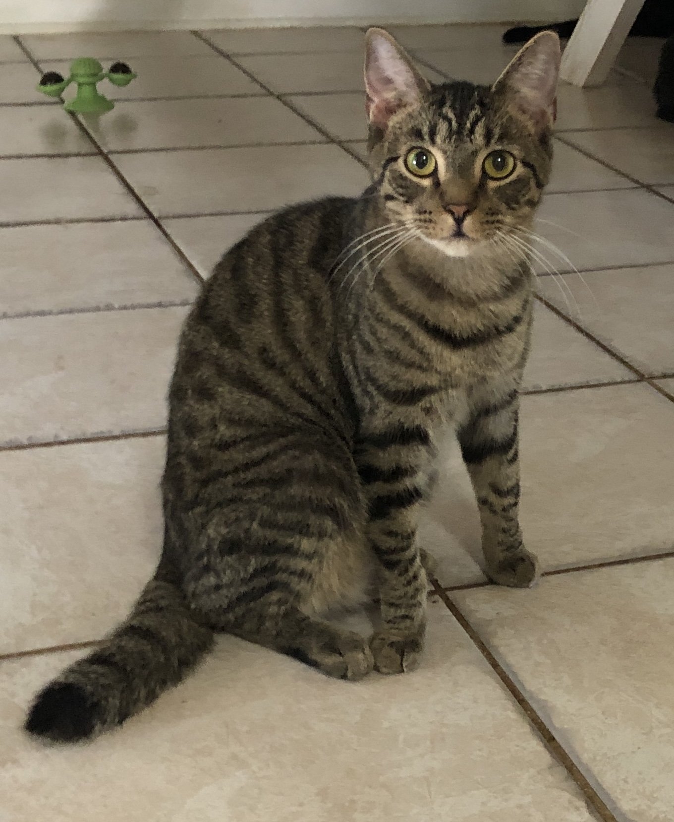 adoptable Cat in Altamonte Springs, FL named Denver