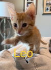 Leo