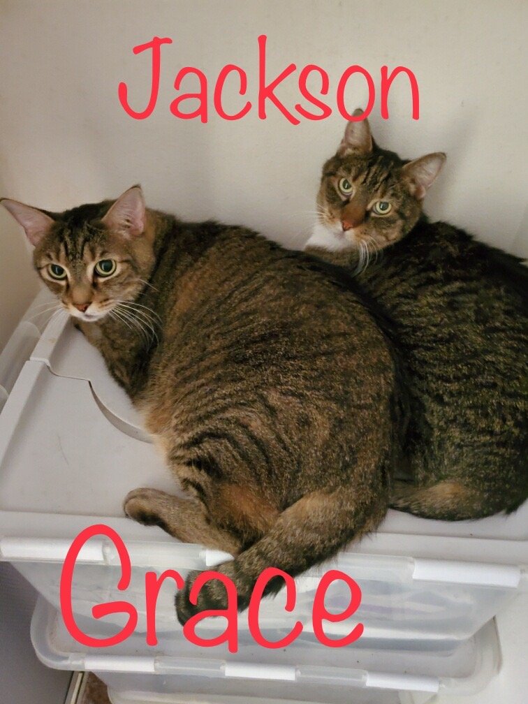 adoptable Cat in Longwood, FL named Grace