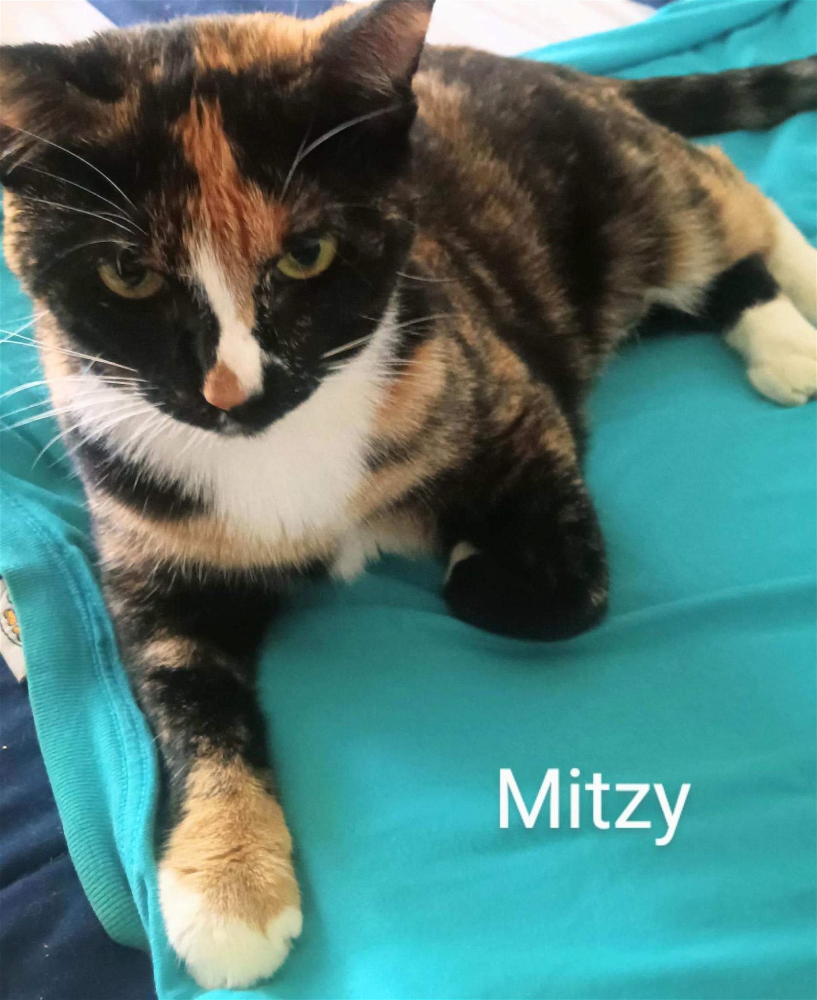 adoptable Cat in Longwood, FL named Mitzi