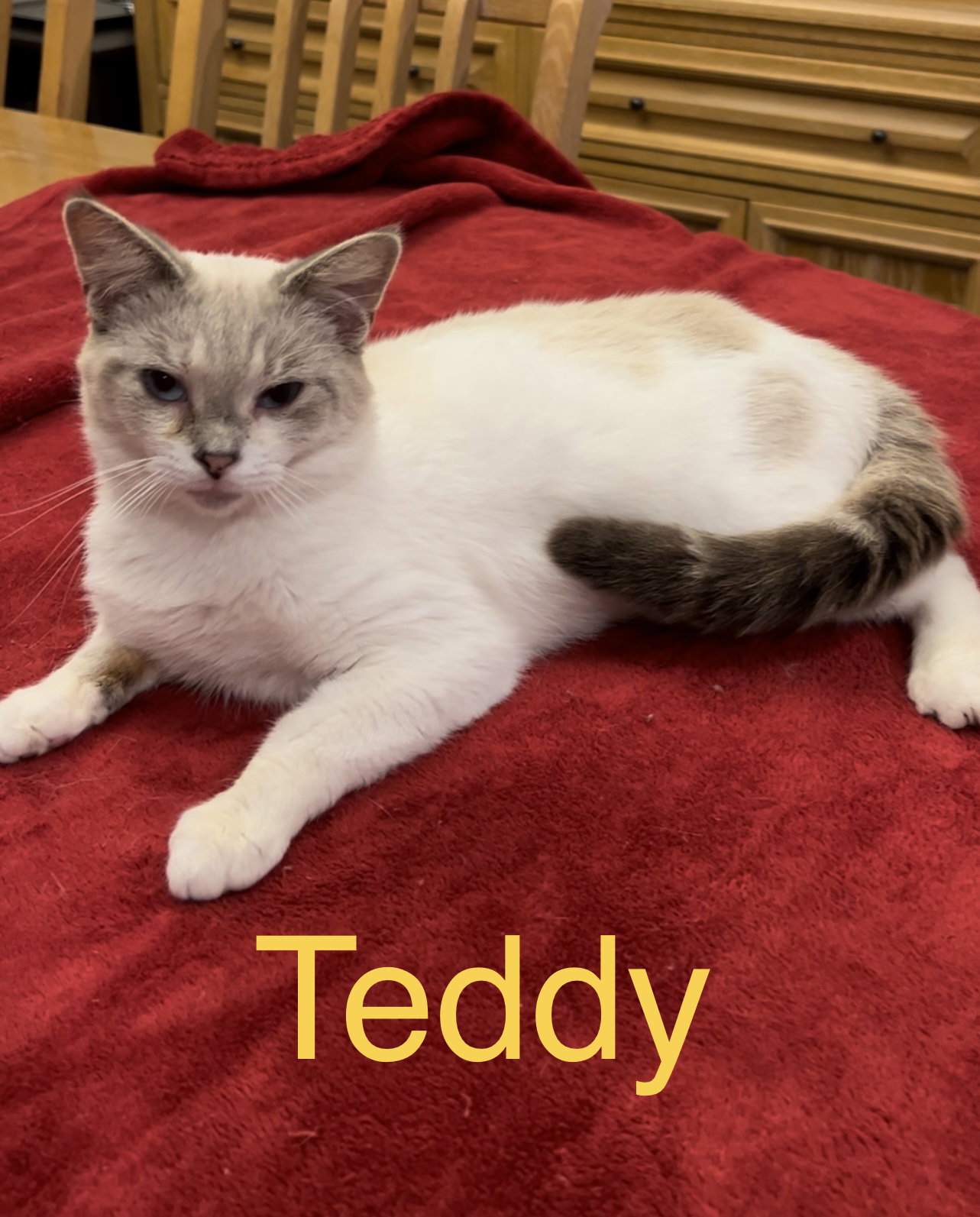 Cats for Adoption in Eatonville, Florida Alpha Paw