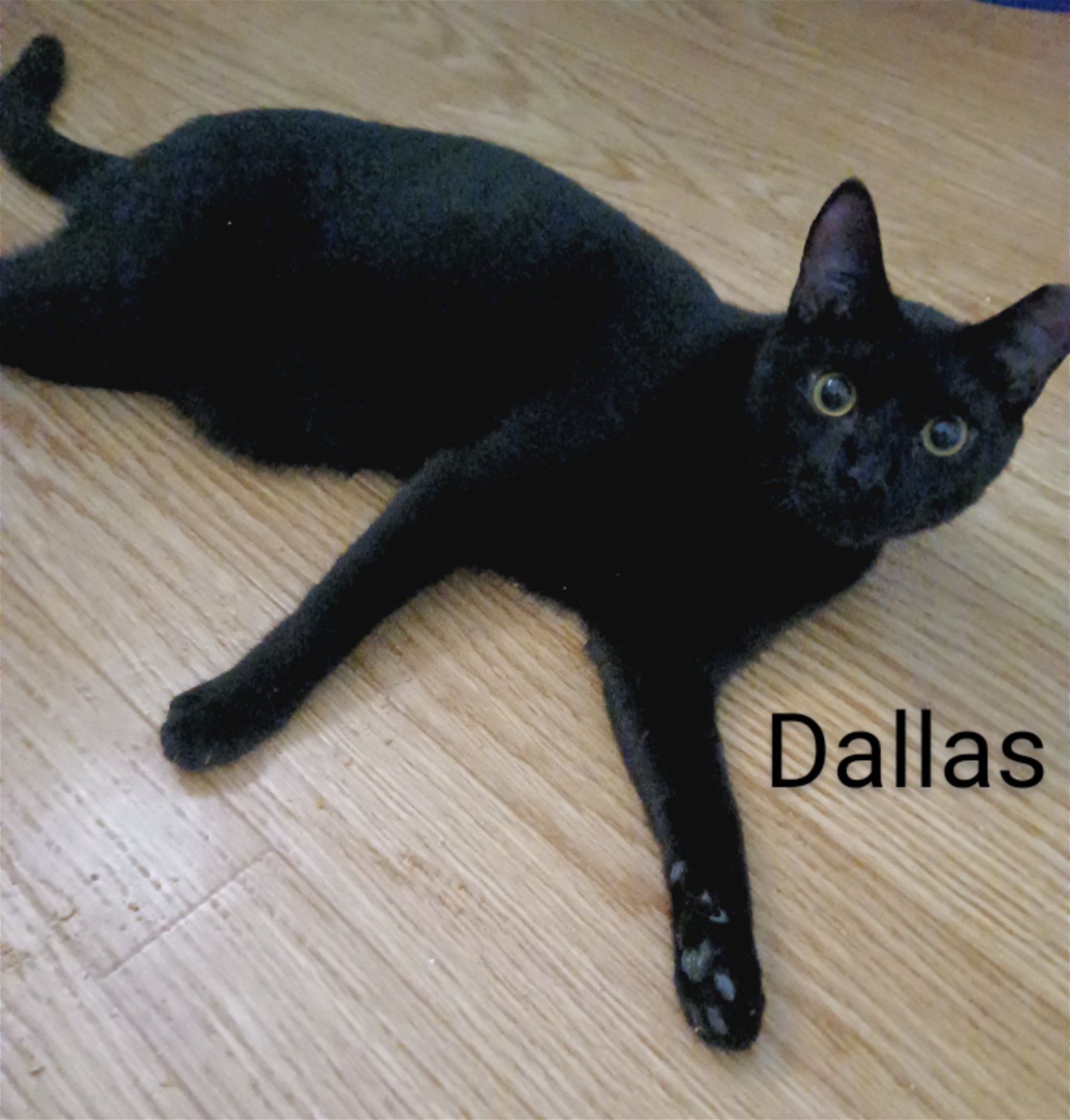 adoptable Cat in Longwood, FL named Dallas