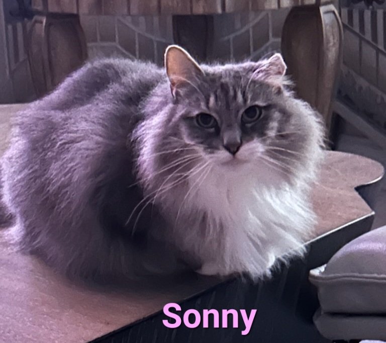 adoptable Cat in Altamonte Springs, FL named Sonny