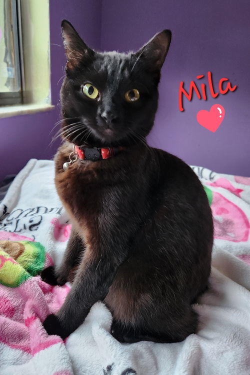 picture of the cat needing adoption