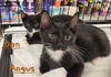 Kittens-Altamonte Springs Location