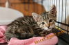Kittens-Altamonte Springs Location