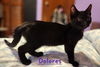 Kittens-Altamonte Springs Location