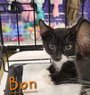 Kittens-Altamonte Springs Location