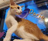 Kittens-Altamonte Springs Location