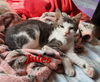 Cats/Kittens-Altamonte Springs Location