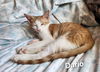 Cats/Kittens-Altamonte Springs Location