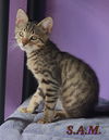 Cats/Kittens-Altamonte Springs Location