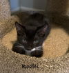 Cats/Kittens-Altamonte Springs Location