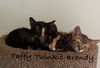 Cats/Kittens-Altamonte Springs Location