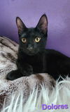 Cats/Kittens-Altamonte Springs Location