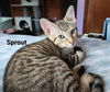 Cats/Kittens-Altamonte Springs Location
