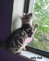 Cats/Kittens-Altamonte Springs Location
