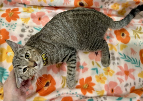 picture of the cat needing adoption