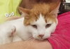 Cats/Kittens-Altamonte Springs Location