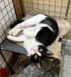 Cats/Kittens-Altamonte Springs Location