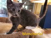 Cats/Kittens-Altamonte Springs Location