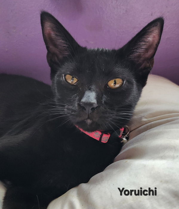 Cats/Kittens-Altamonte Springs Location