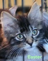 Cats/Kittens-Altamonte Springs Location - Photo 3