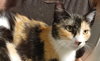Cats/Kittens-Altamonte Springs Location - Photo 4