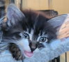 Cats/Kittens-Altamonte Springs Location - Photo 5