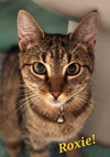 Cats/Kittens-Altamonte Springs Location - Photo 6