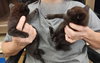 Cats/Kittens-Altamonte Springs Location - Photo 9