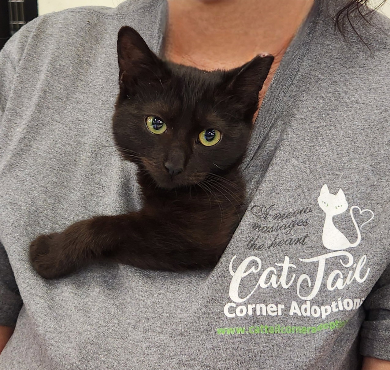 Cats/Kittens-Altamonte Springs Location Image