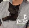 Cats/Kittens-Altamonte Springs Location - Photo 1