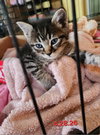 Cats/Kittens-Altamonte Springs Location - Photo 7
