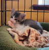 Cats/Kittens-Altamonte Springs Location - Photo 8