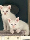 Cats/Kittens-Altamonte Springs Location - Photo 2